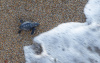 CARETTA CARETTA YAVRULARININ MAVİ SULARLA BULUŞMASI SÜRÜYOR