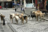 İSTANBUL VALİLİĞİ'NDEN SAHİPSİZ SOKAK HAYVANLARININ TOPLATILMASI KARARI
