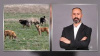 5 YAŞINDAKİ ÇOCUĞUN KÖPEK SALDIRISINDA ÖLÜMÜYLE İLGİLİ SARAY BELEDİYE BAŞKANINA SORUŞTURMA İZNİ