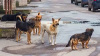 İSTANBUL VALİLİĞİ'NDEN SOKAK KÖPEKLERİ İÇİN 6 KARAR