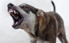 İÇİŞLERİ BAKANLIĞI, SAHİPSİZ KÖPEKLERE İLİŞKİN ÜÇ BELEDİYE BAŞKANI HAKKINDA İŞLEM BAŞLATTI