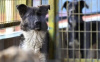 SAHİPSİZ SOKAK KÖPEKLERİ DENETİMLERİNDE VETERİNERLERE GÖREV