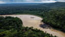 ARAŞTIRMA: AMAZON ORMANLARI'NIN NEREDEYSE YARISI 2050'YE KADAR YOK OLABİLİR