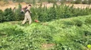 DİYARBAKIR'DA 3 MİLYON 476 BİN KÖK KENEVİR ELE GEÇİRİLDİ
