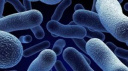 ABD'DE SALMONELLA ALARMI