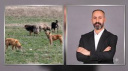 5 YAŞINDAKİ ÇOCUĞUN KÖPEK SALDIRISINDA ÖLÜMÜYLE İLGİLİ SARAY BELEDİYE BAŞKANINA SORUŞTURMA İZNİ
