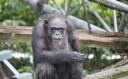 JAPONYA'DA BİLİŞSEL BECERİLERİYLE TANINAN ŞEMPANZE Aİ, 49 YAŞINDA ÖLDÜ