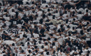 TRABZONSPOR-BEŞİKTAŞ MAÇI ÖNCESİ DEPLASMAN YASAĞI KALDIRILDI