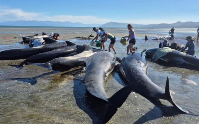 YENİ ZELANDA'DA KARAYA VURAN 55 PİLOT BALİNADAN 5'İ ÖLDÜ